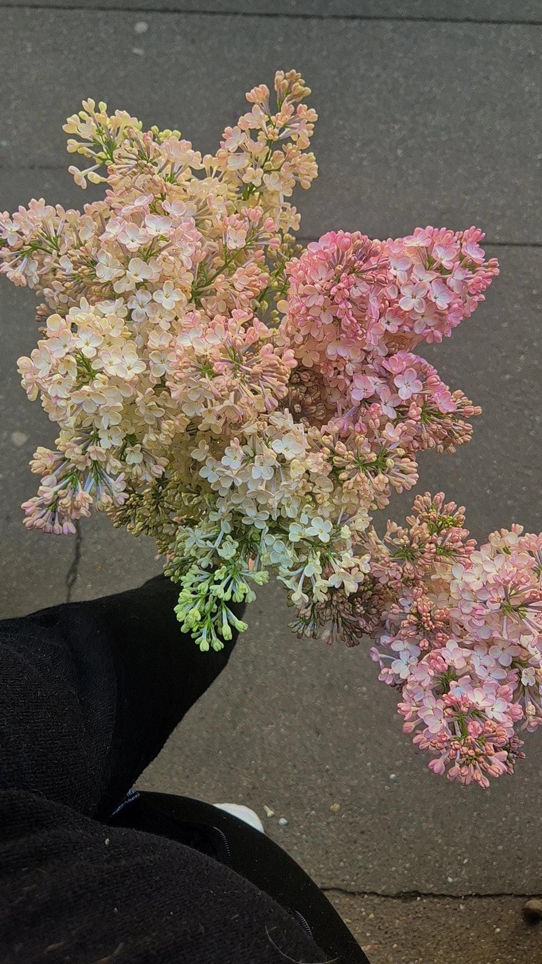 Lilas (Botte